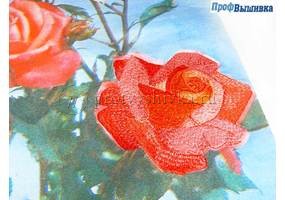 Вышивка розы по принту